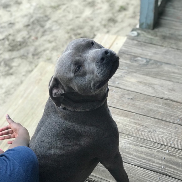 Meet your Posher, Vashara - Picture 1 of 1